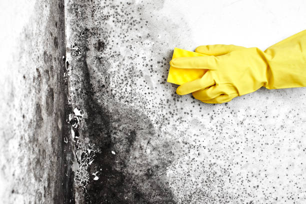 Best Best Mold Removal Companies  in Everman, TX