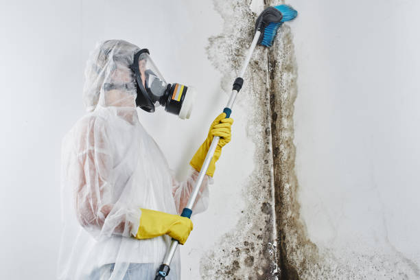 Home Mold Removal in Everman, TX