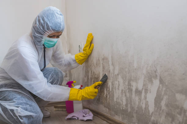 Best Certified Mold Removal  in Everman, TX