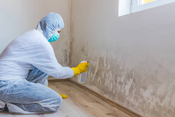 Mold Removal Process in Everman, TX