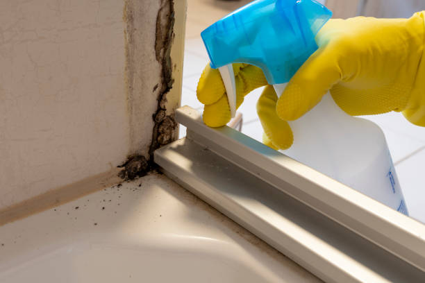 Best Mold Testing  in Everman, TX