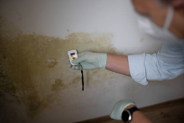 Best Mold Removal Company Near Me  in Everman, TX