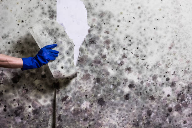 Best Crawl Space Mold Removal  in Everman, TX
