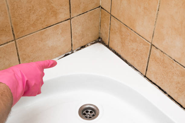 Best Affordable Mold Removal  in Everman, TX